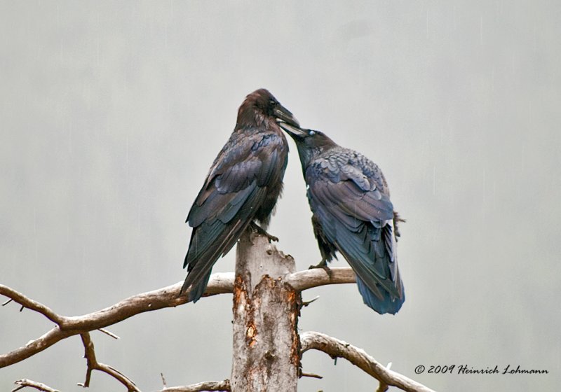 K216601-Raven.jpg