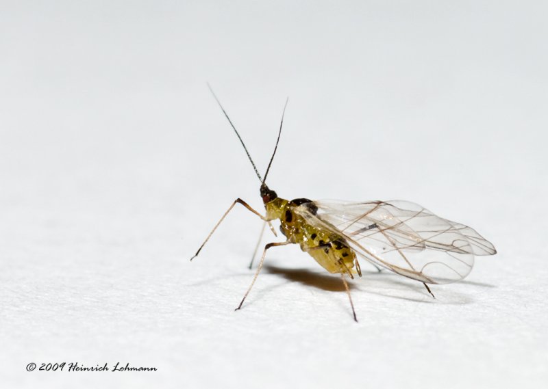 K217462-Rosy Apple Aphid.jpg