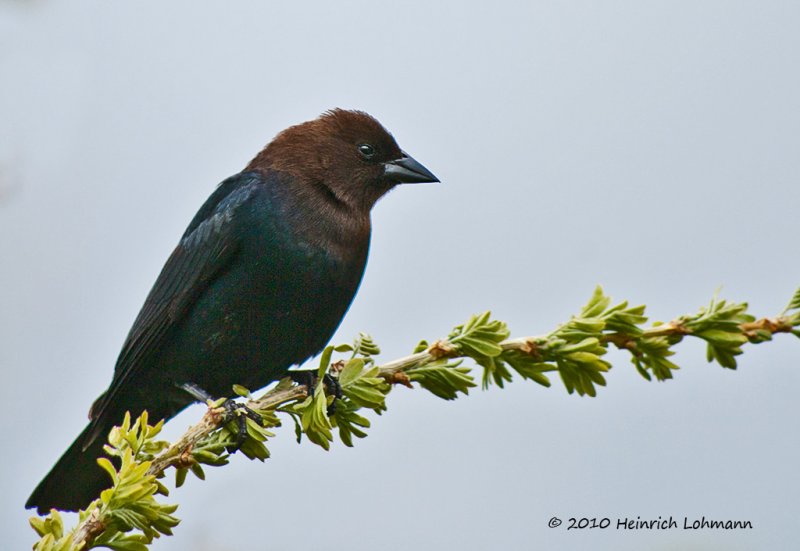 K223309-Brown-Headed Cowbird.jpg