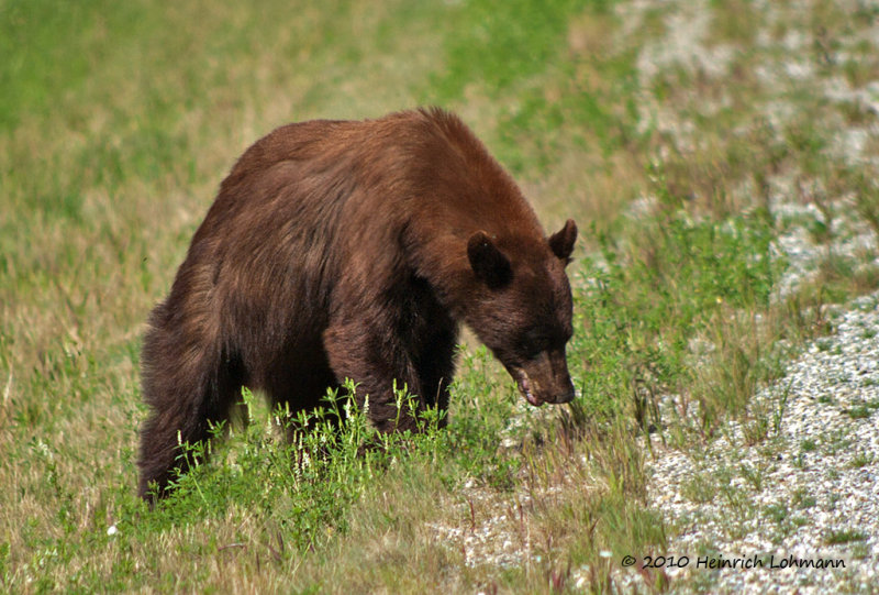 K226201-Black Bear.jpg