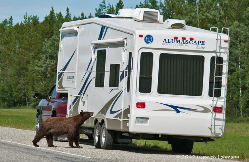 K226228-Grizzly.jpg