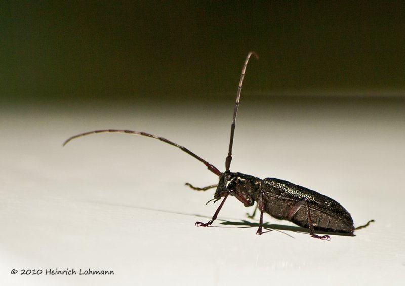 K224568-Unidentified Bug.jpg