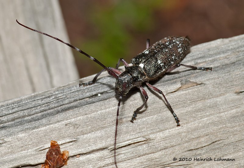 K224935-Unknow Bug.jpg