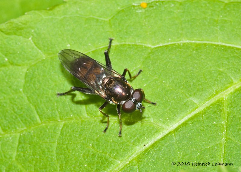 K223851-Unidentyfied Fly.jpg