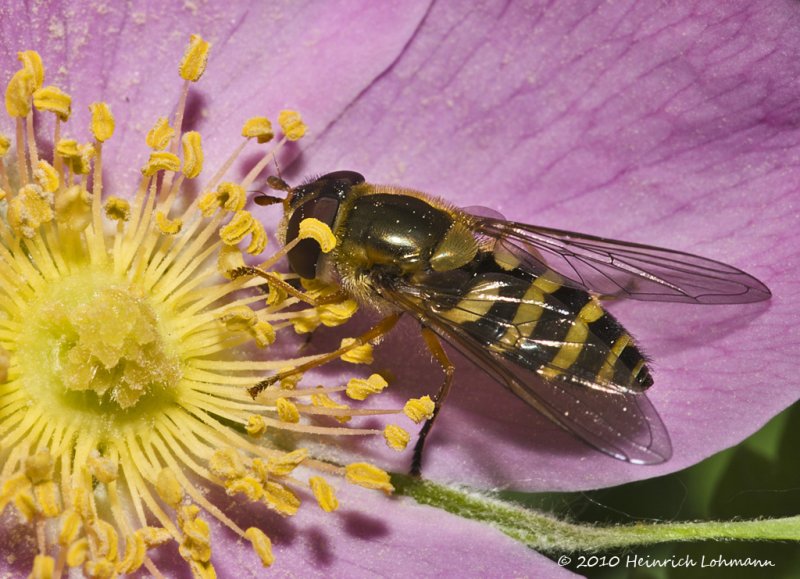 K223878-Hoverfly.jpg