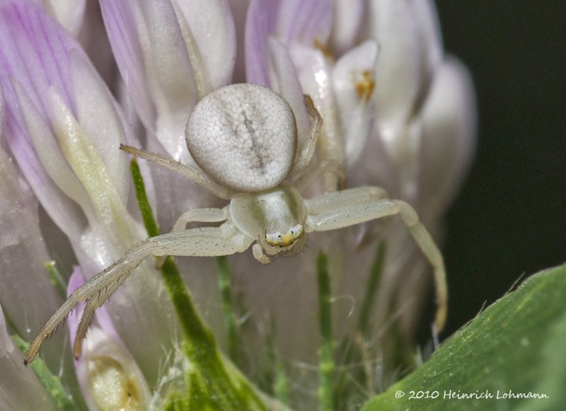 k226900-Crab Spider.jpg