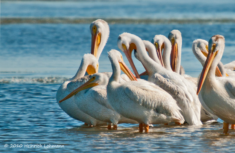 K228626-American White Pelican.jpg
