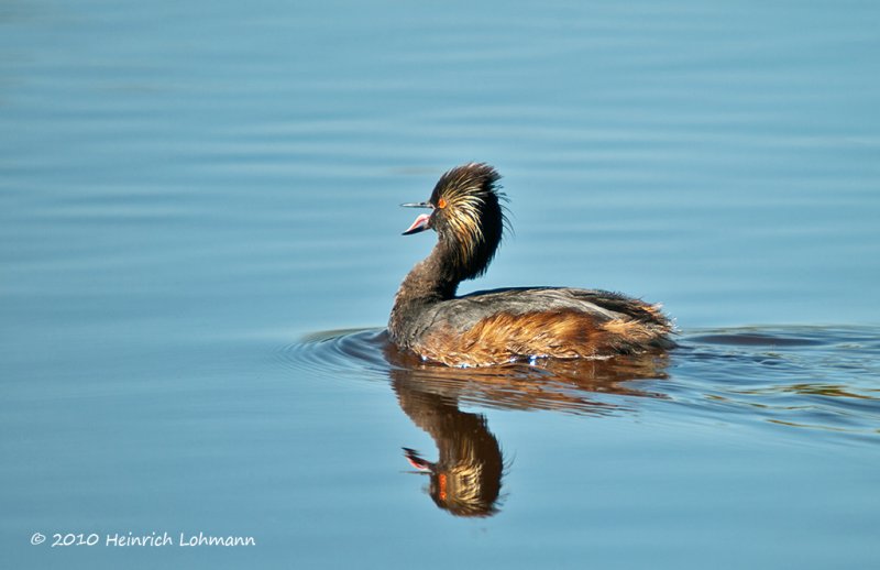 K228845-Eared Grebe.jpg