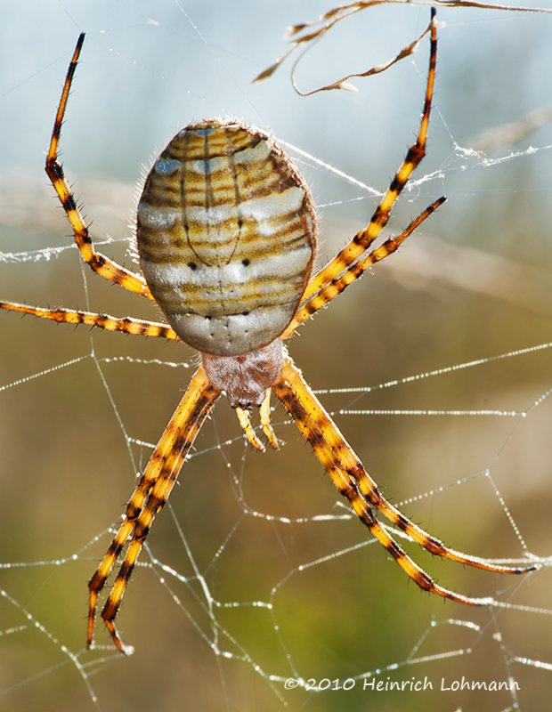 K228321-unidentified spider.jpg