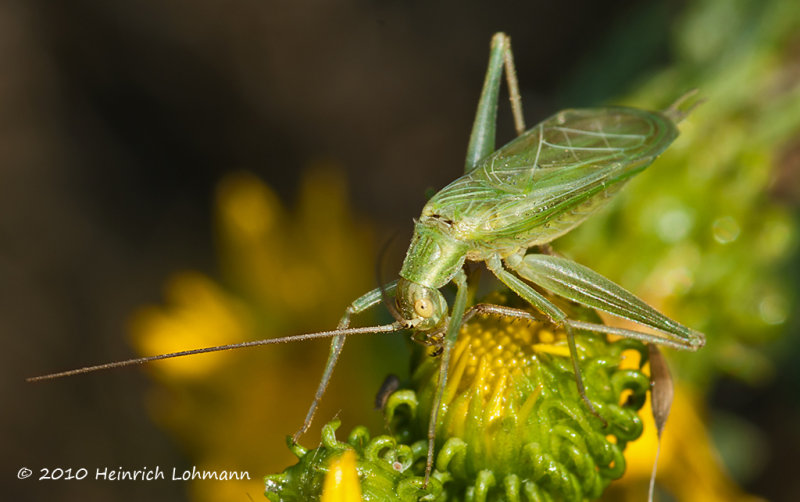 K228360-Snowy Tree Cricket.jpg