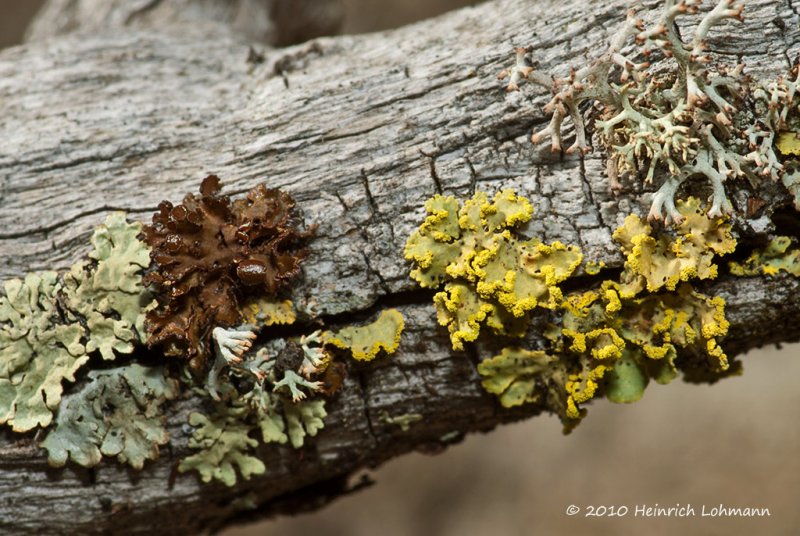 K230353-Lichen.jpg