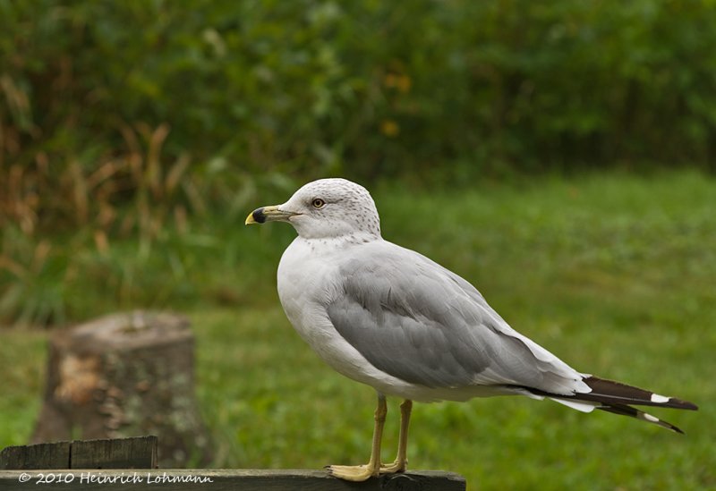 K231535-Ring-billed Gull.jpg