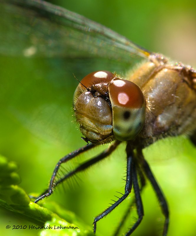 K232116-Dragon Fly.jpg