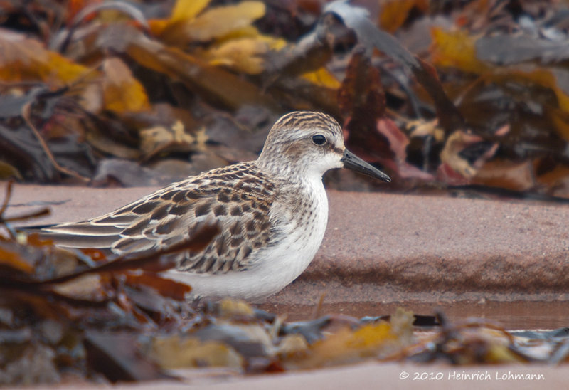 K234383-Sanderling.jpg