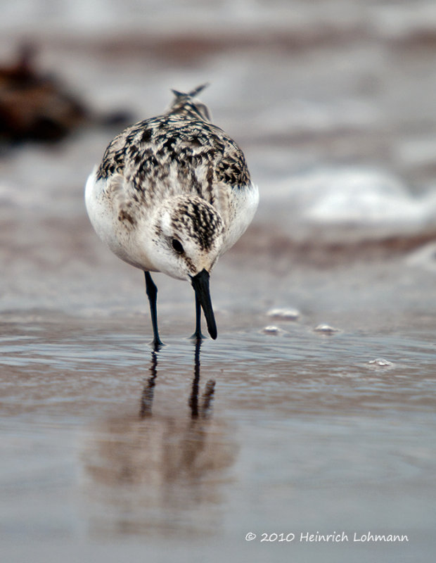 K234466-Sanderling.jpg