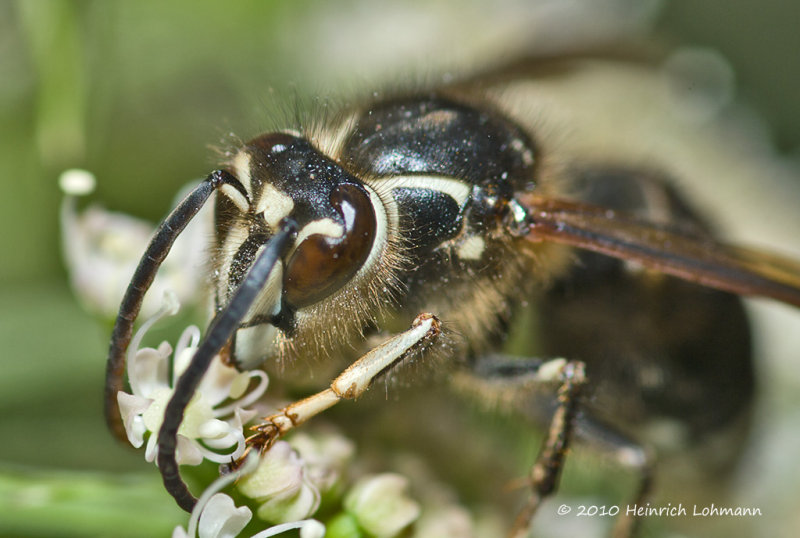 K234875-Bald-faced Hornet.jpg