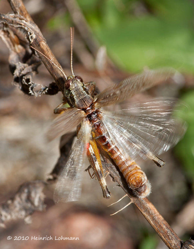 K237370-Grasshopper.jpg