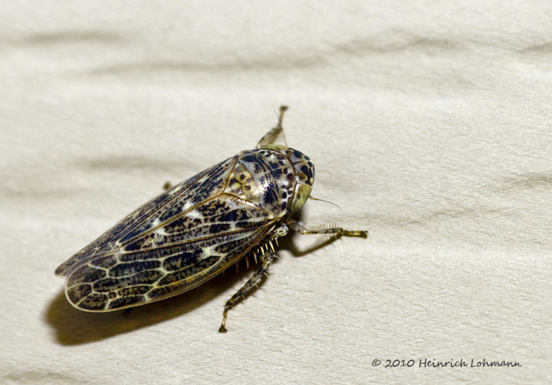 K227989-Leafhopper (Idiocerus alternatus).jpg