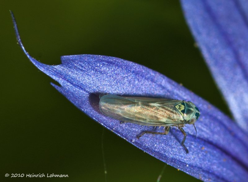 K226646-Leafhopper.jpg