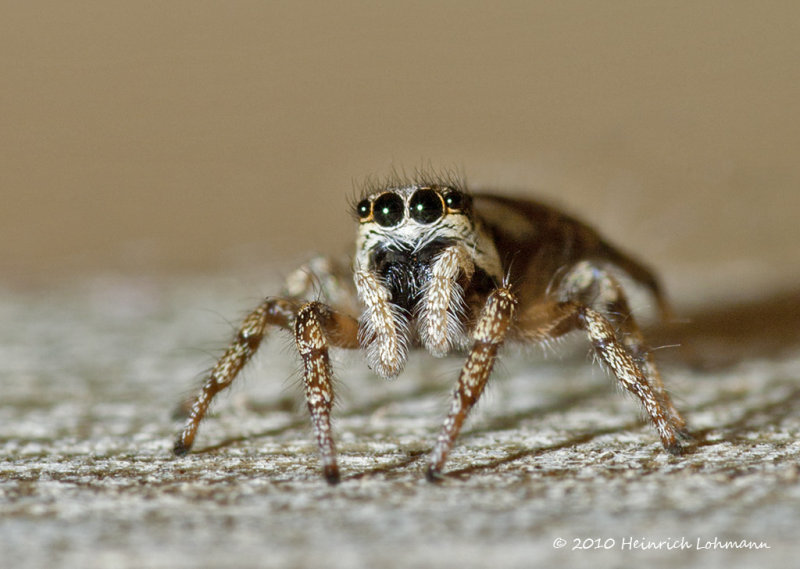 K227967-Metaphid Jumping Spider.jpg
