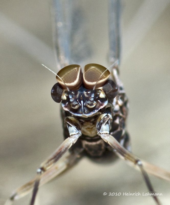 K224792-Mayfly.jpg