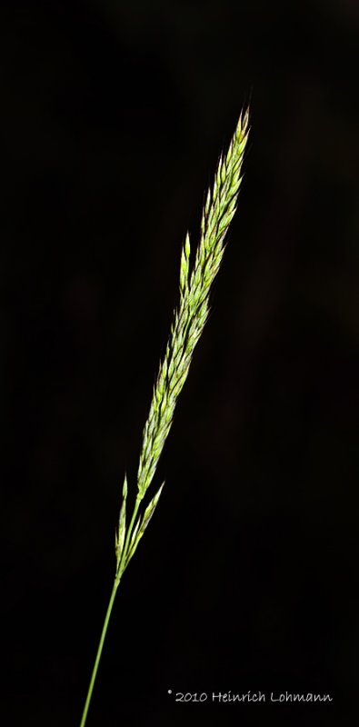 K224842-grass.jpg