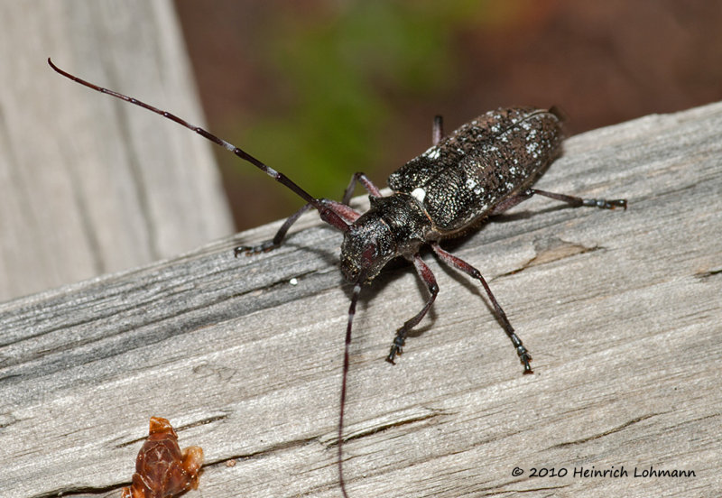 K224935-Unknow Bug.jpg