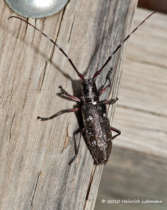 K224941-Unknown Bug.jpg