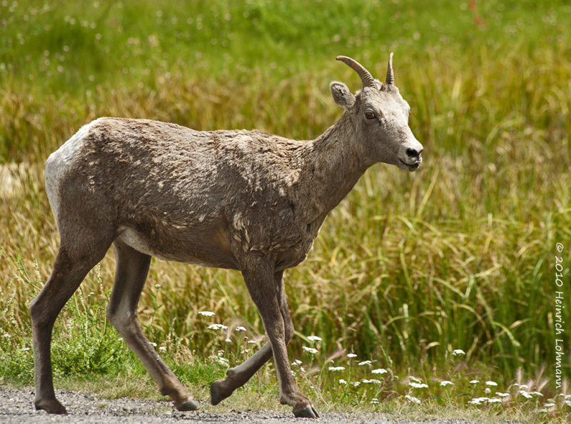 K228131-Mountain Sheep.jpg