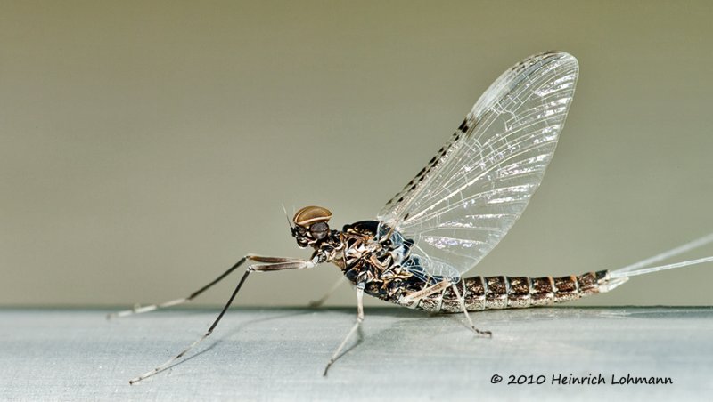 K224805-Mayfly.jpg