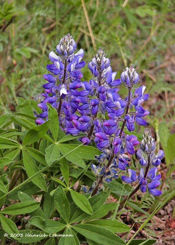 2640-Artic Lupine.jpg