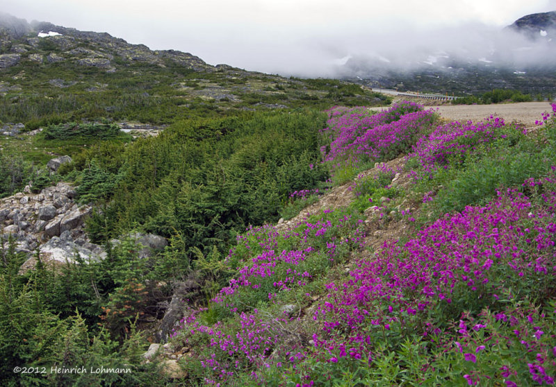 K5G3158a-Dwarf Fireweed.jpg