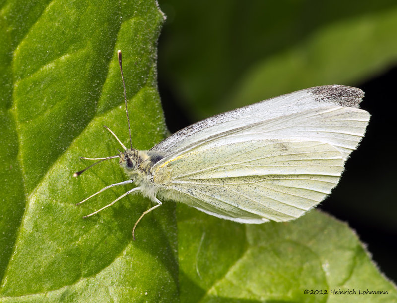 K5G5335-Cabbage Butterfly.jpg
