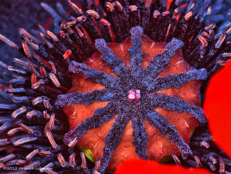 K5F9466-Oriental Poppy.jpg