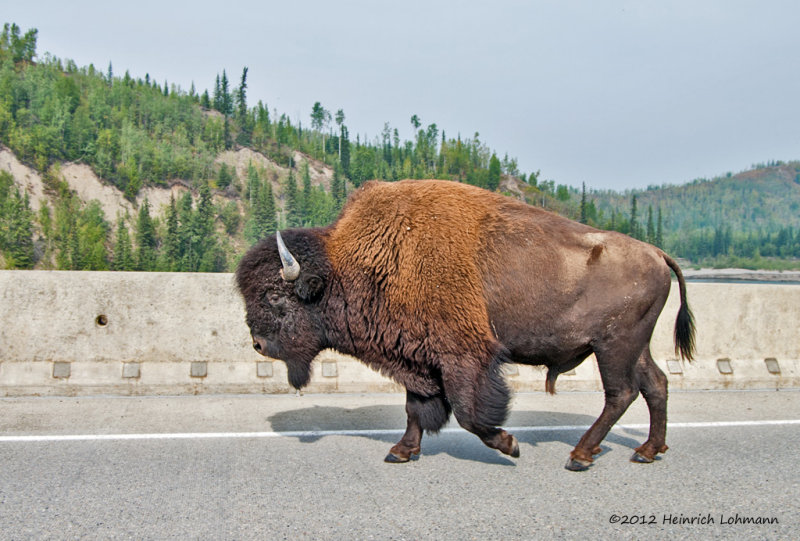 K241835-Bison.jpg