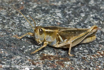 GP0329-Unidentified Grasshopper.jpg