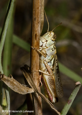 GP0390-Red-legged Locust.jpg