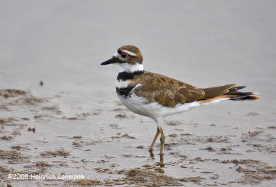 GP0525-Killdeer.jpg