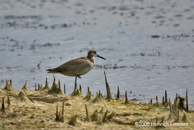 GP0863-Willet.jpg