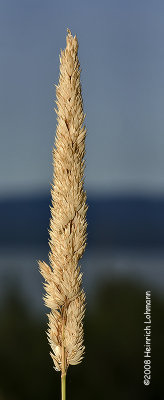 GP1071a-Grass Seed.jpg