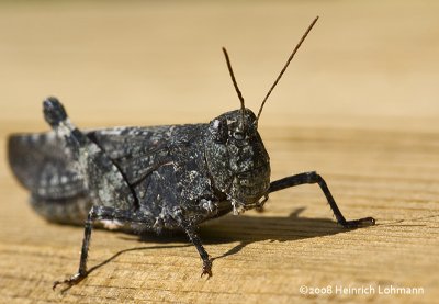 GP1782-Unidentified Grasshopper.jpg