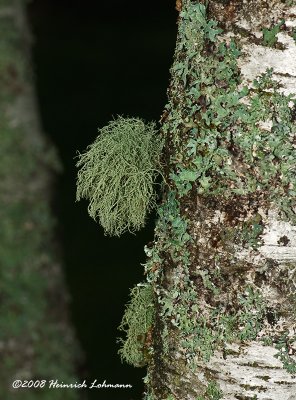 GP4427-Moss on birch tree.jpg