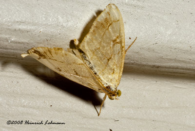 GP4456-unidentified moth.jpg