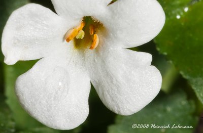GP4474-Tiny wildflower.jpg