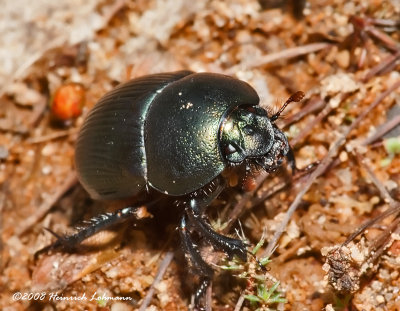 GP4562-Dung Beetle.jpg