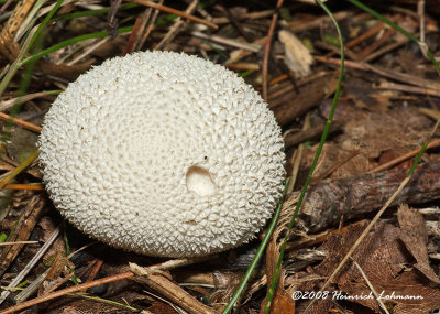 GP4597-unidentified mushroom.jpg
