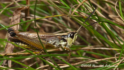 GP4630-Grasshopper.jpg