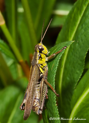 GP4631-Grasshopper.jpg