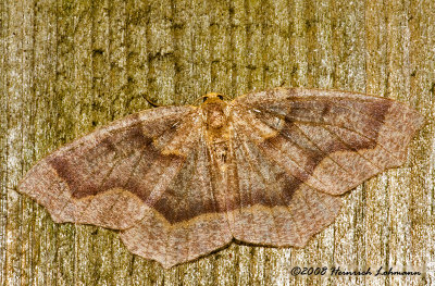 GP4650-unidentified moth.jpg