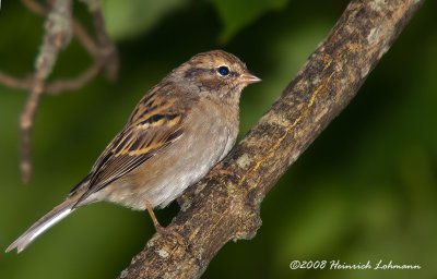 GP4990-House Sparrow female.jpg